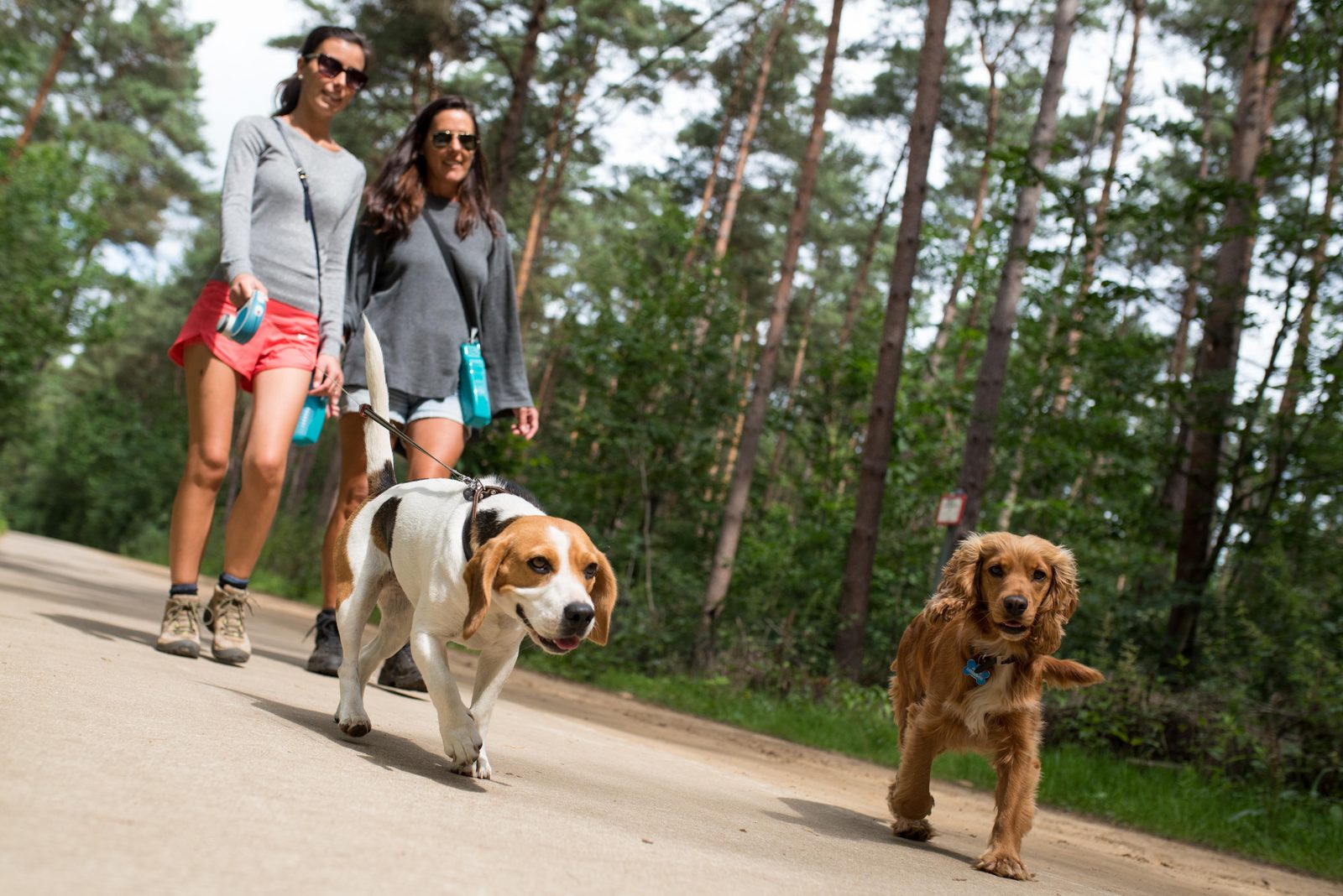 wandelen in de kempen