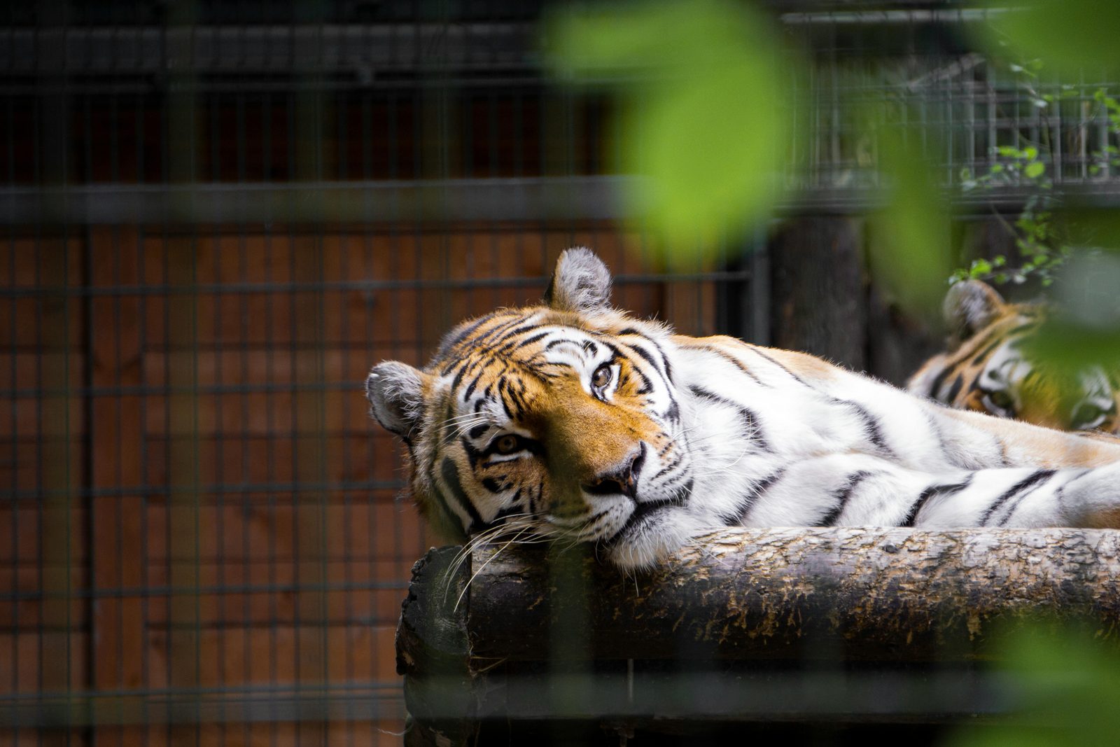 Safaripark Beekse Bergen