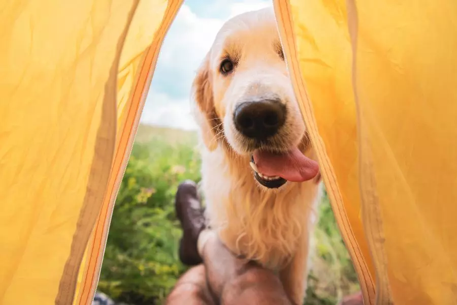 Hond en tent Hond en tent
