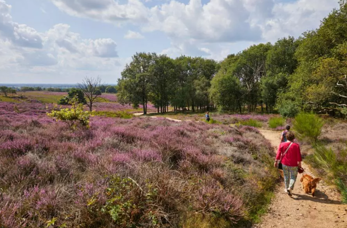 Wandeling in de Heide Wandelen in de natuur