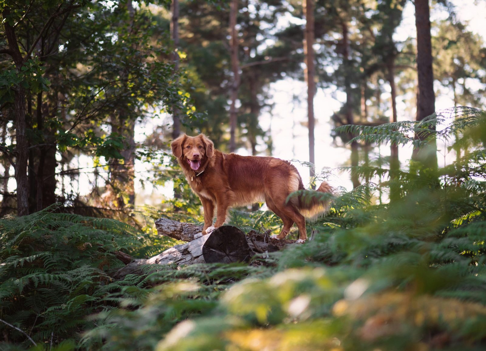 Vakantiepark Belgische Ardennen met hond