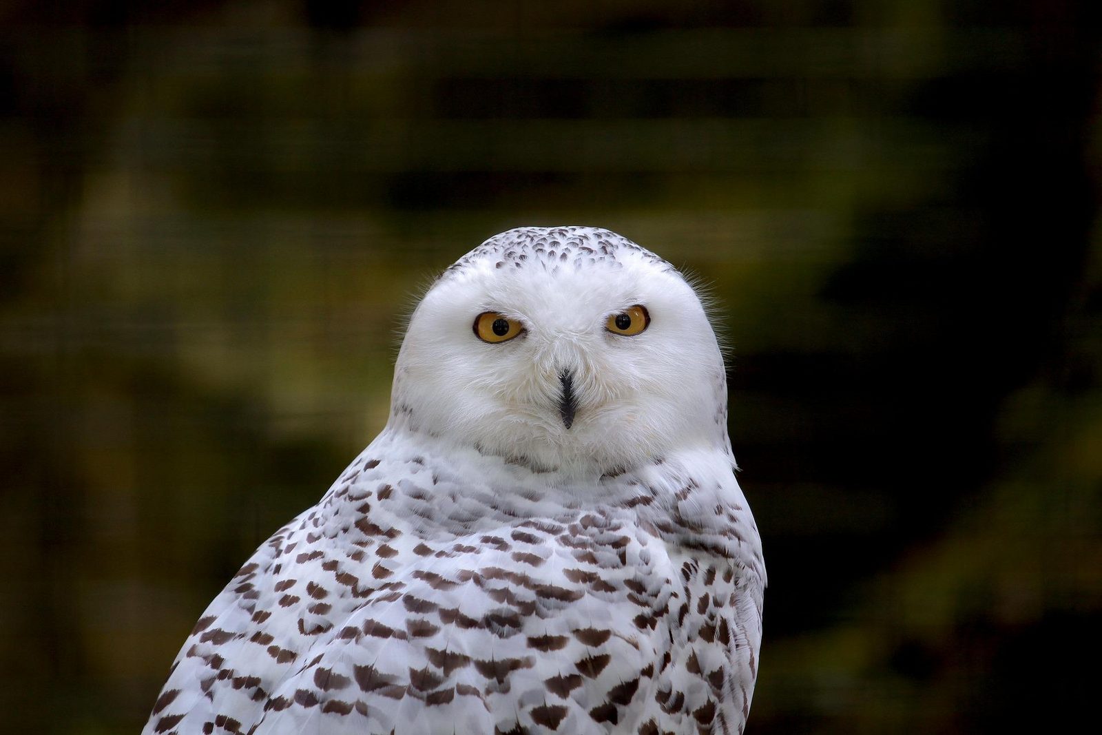 Vogelpark Ruinen