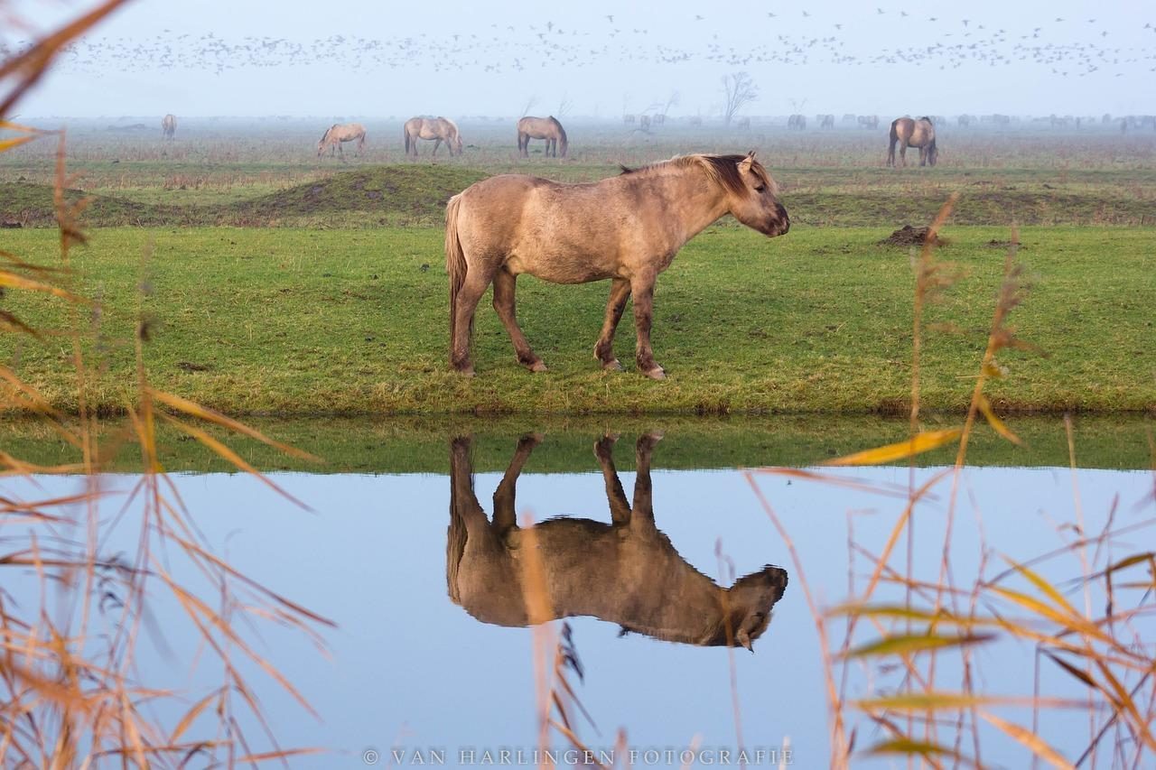 oostvaardersplassen