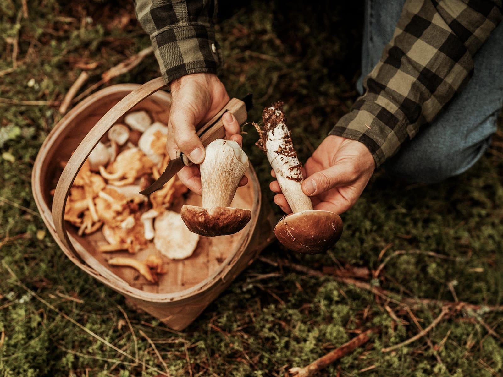 Paddestoelen plukken met gids