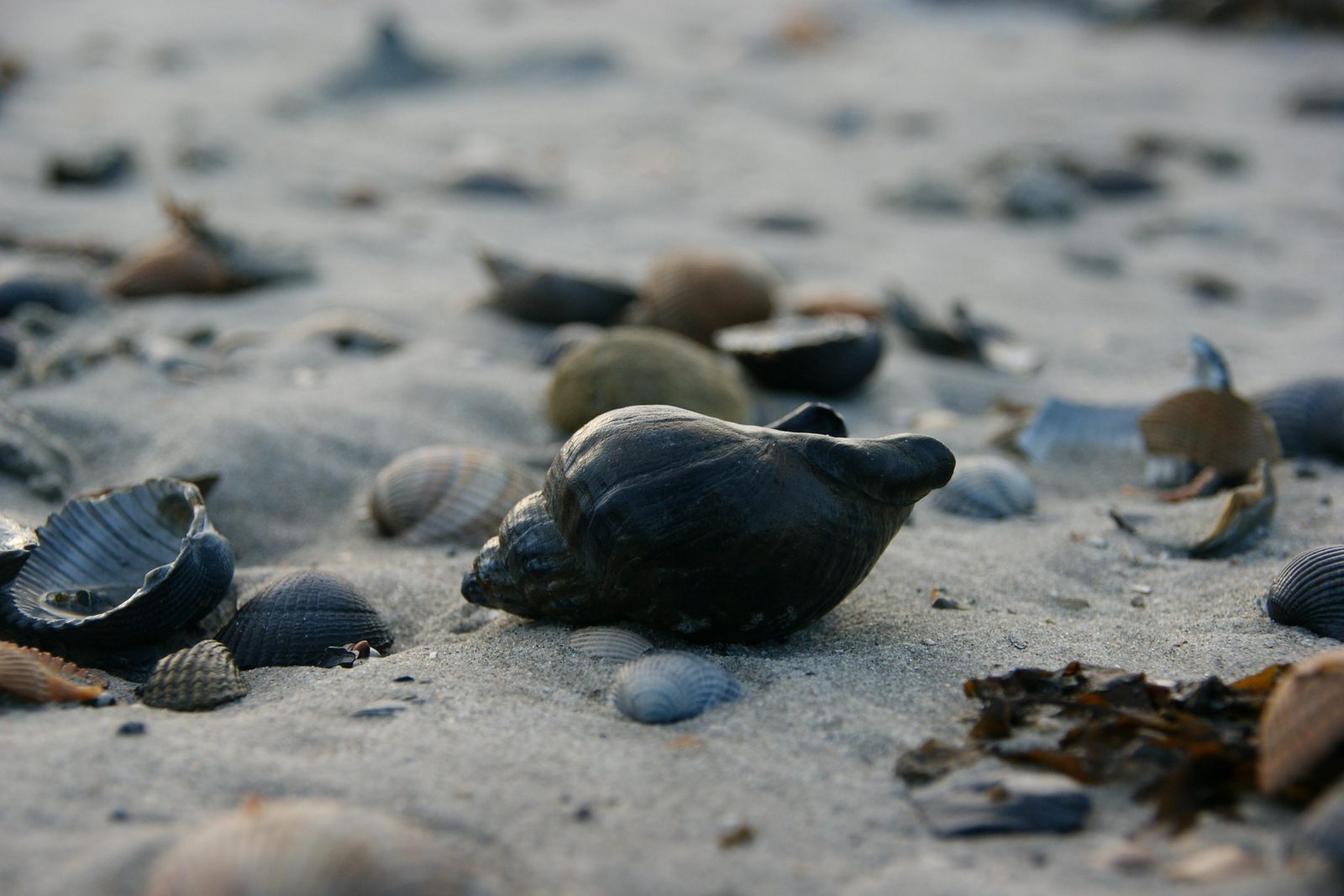 Beach vacation netherlands