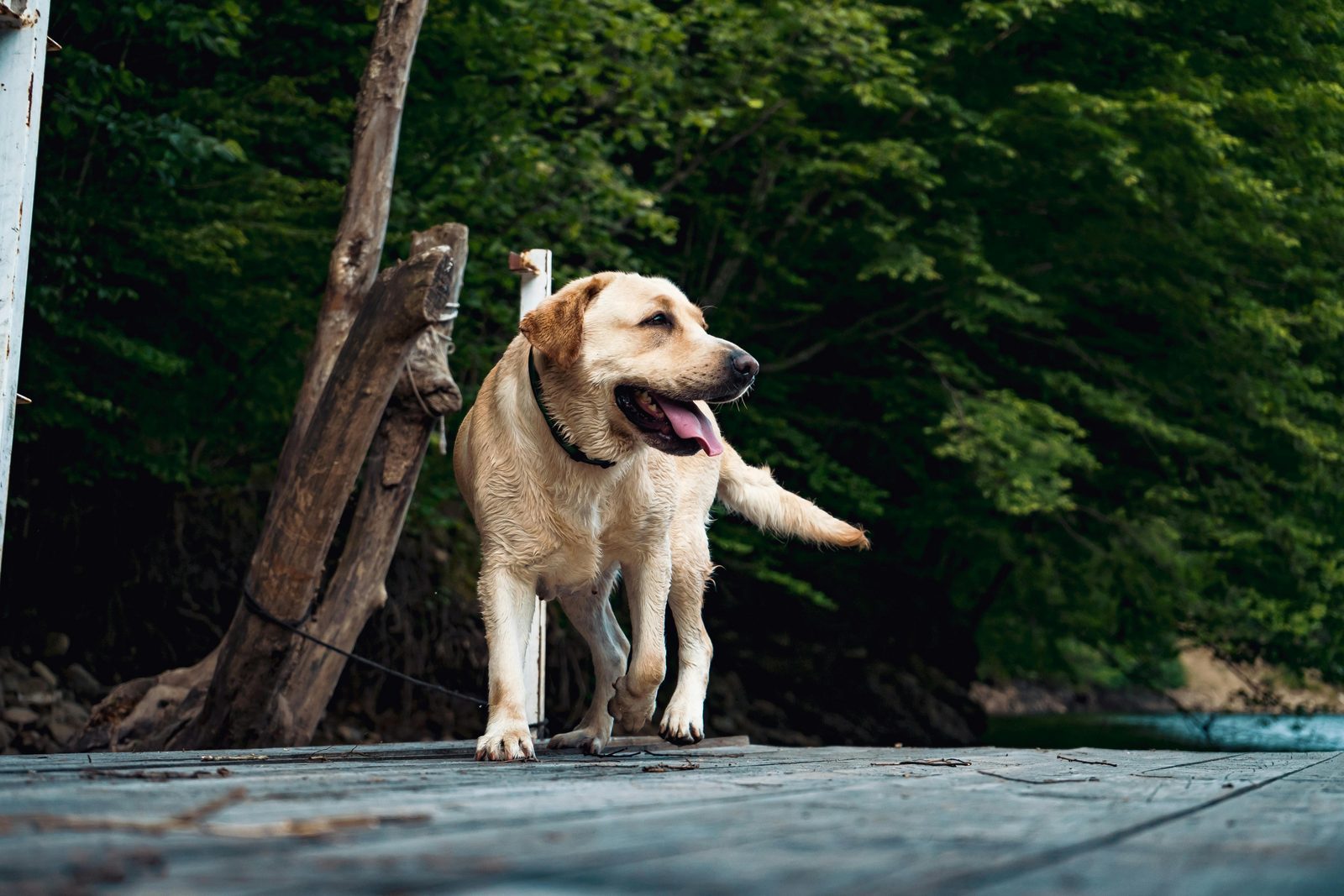 Camping met hond aan het water