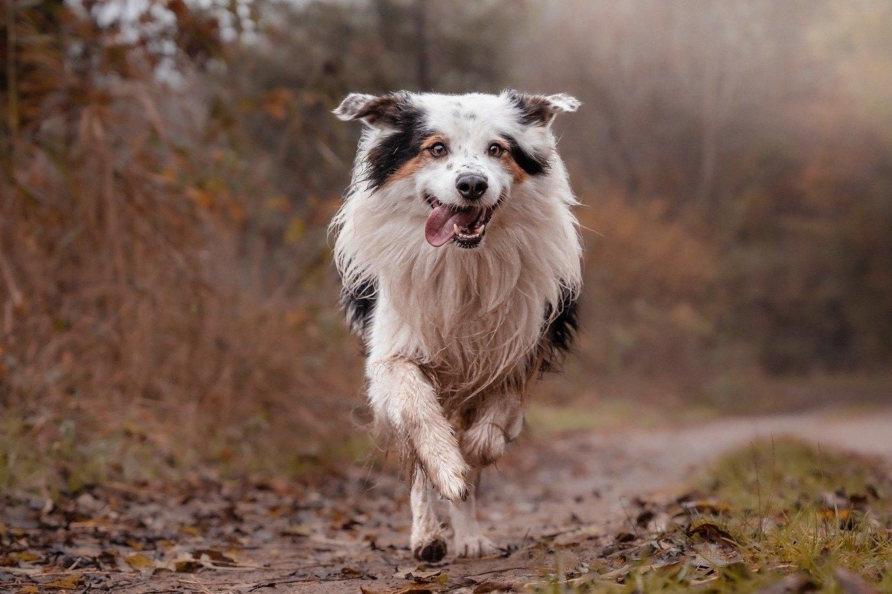 luxe vakantie met hond