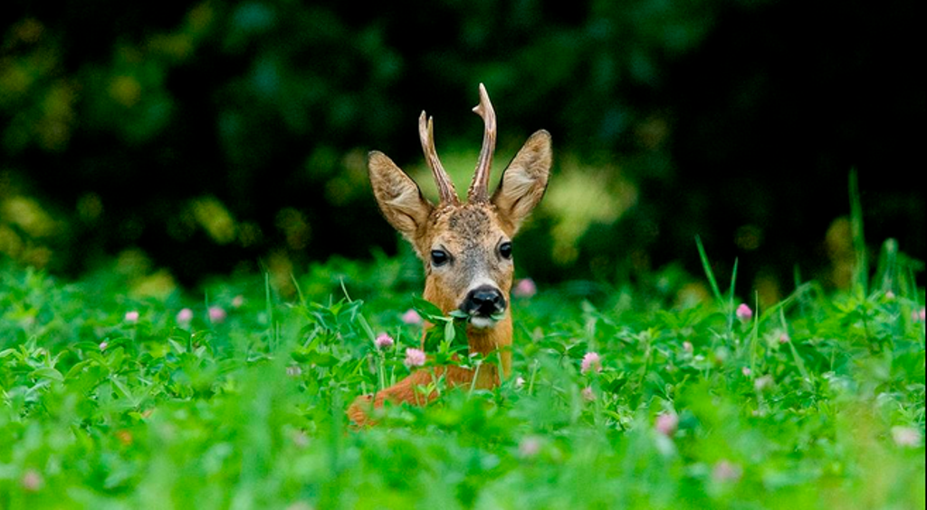 Natuurwandelingen