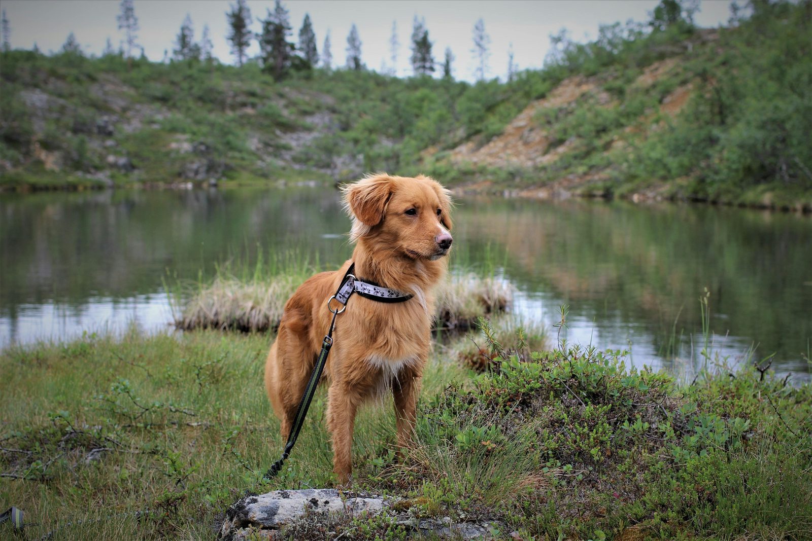 Vakantiepark Overijssel met hond