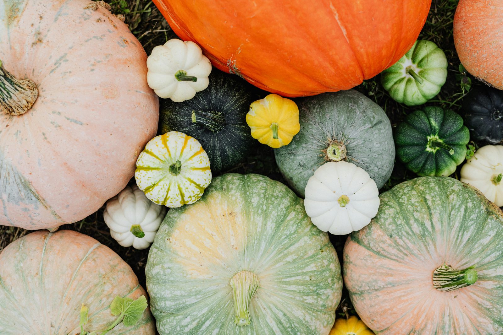 The pumpkin shop and picking garden