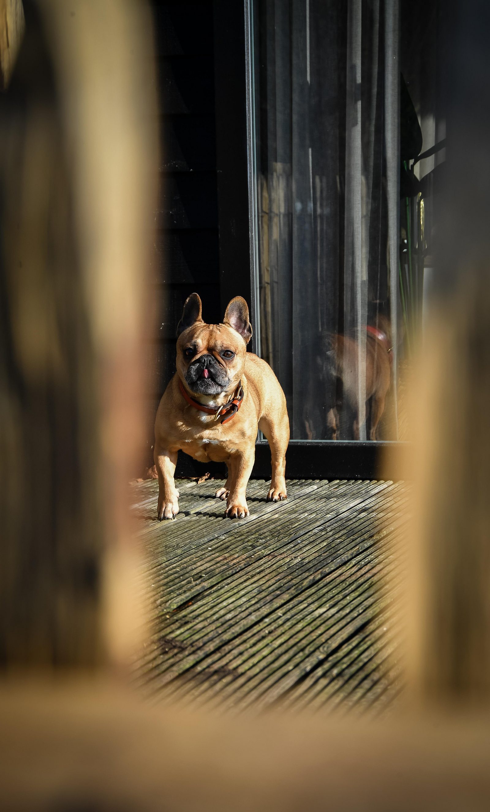 Vakantiehuisje Overijssel met hond