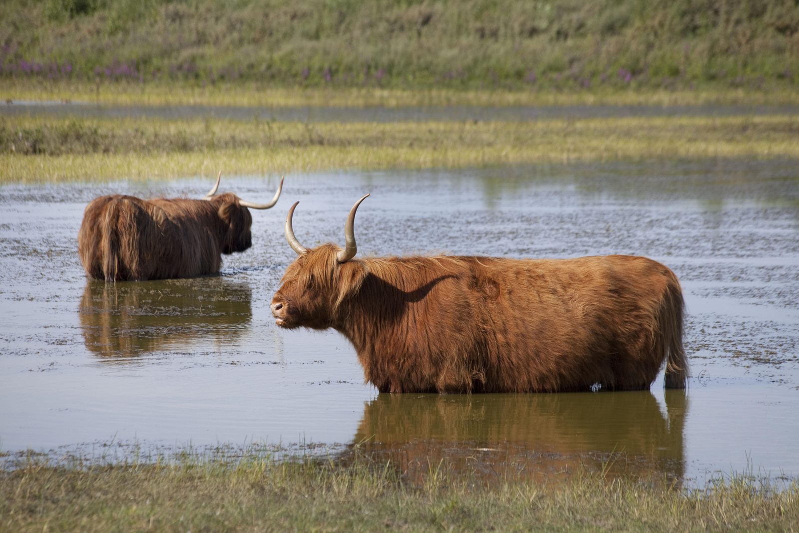 Egmondse duinen 