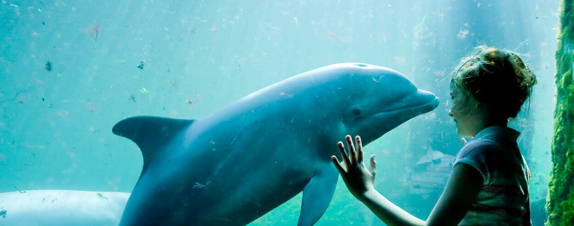 Een dagje Dolfinarium 