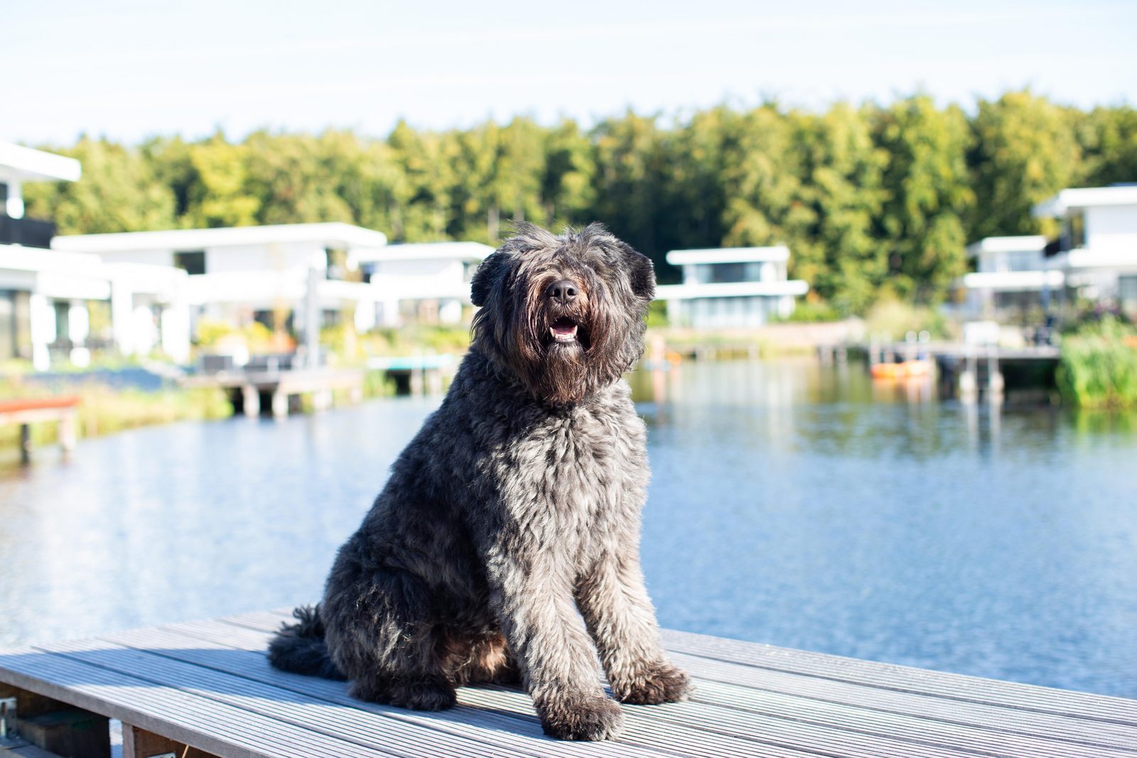 Luxus Ferienhaus in Holland mit Hund