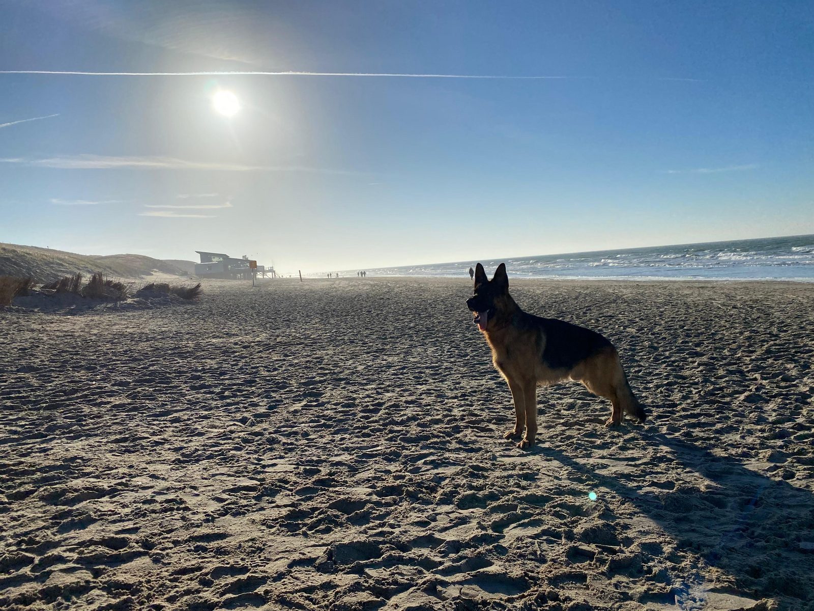 Vakantiehuis aan zee met hond