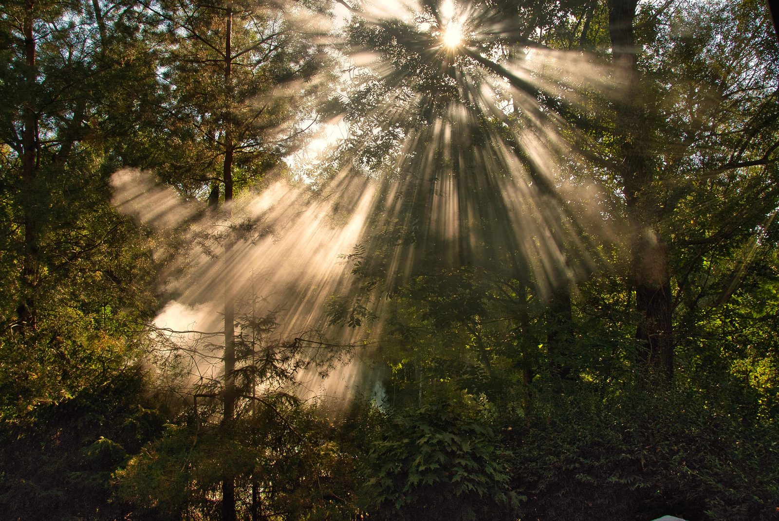 In de bossen