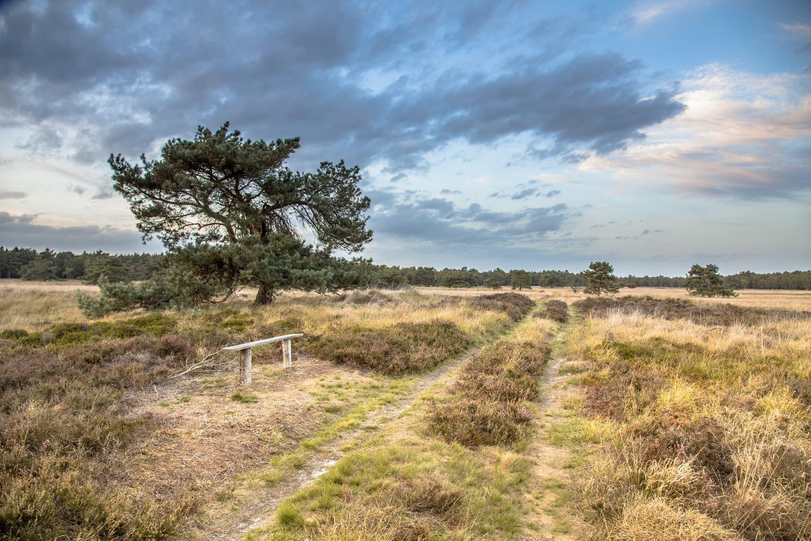 Landscape Drenthe