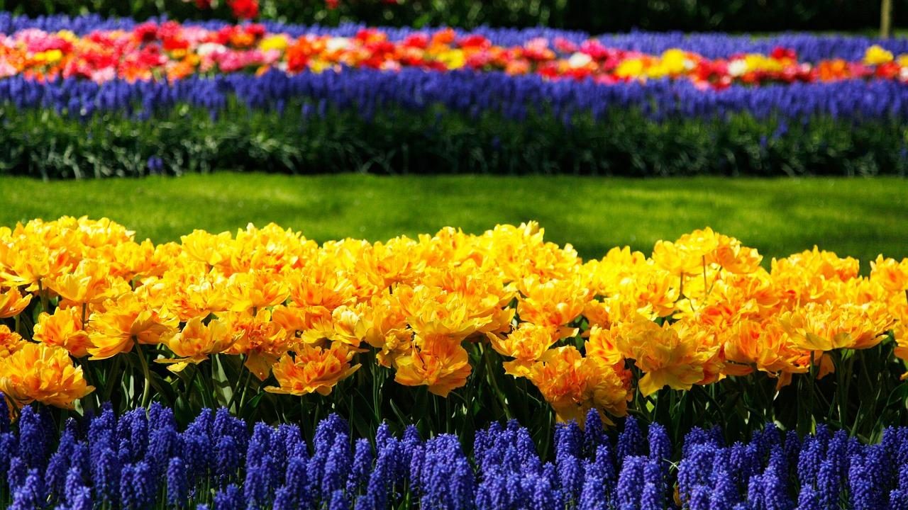 Keukenhof