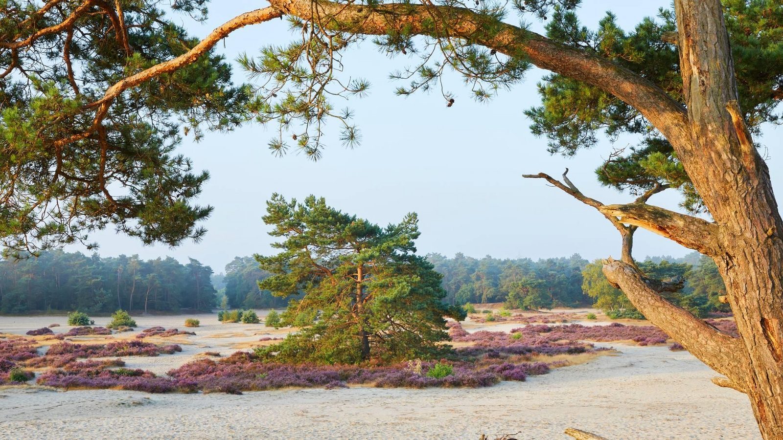 omgeving