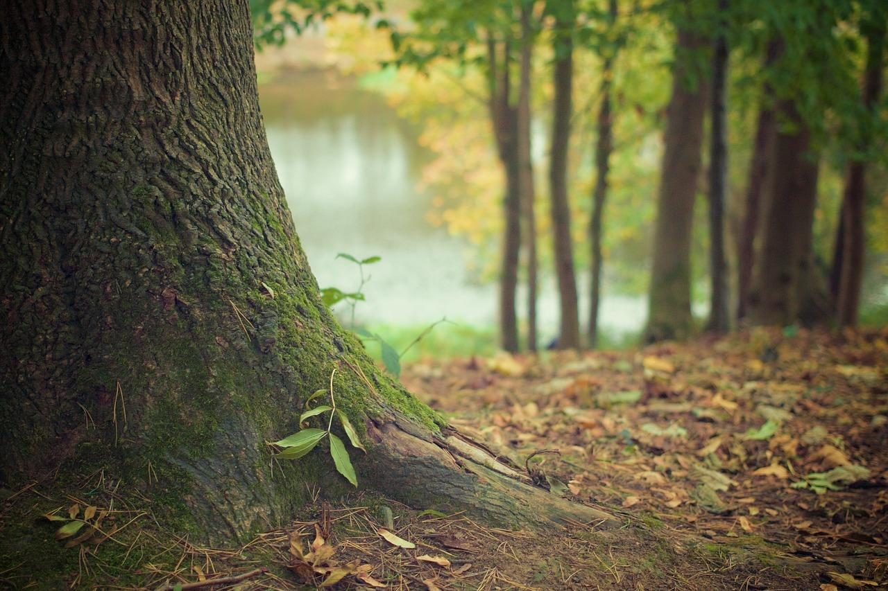 Amerong Forest
