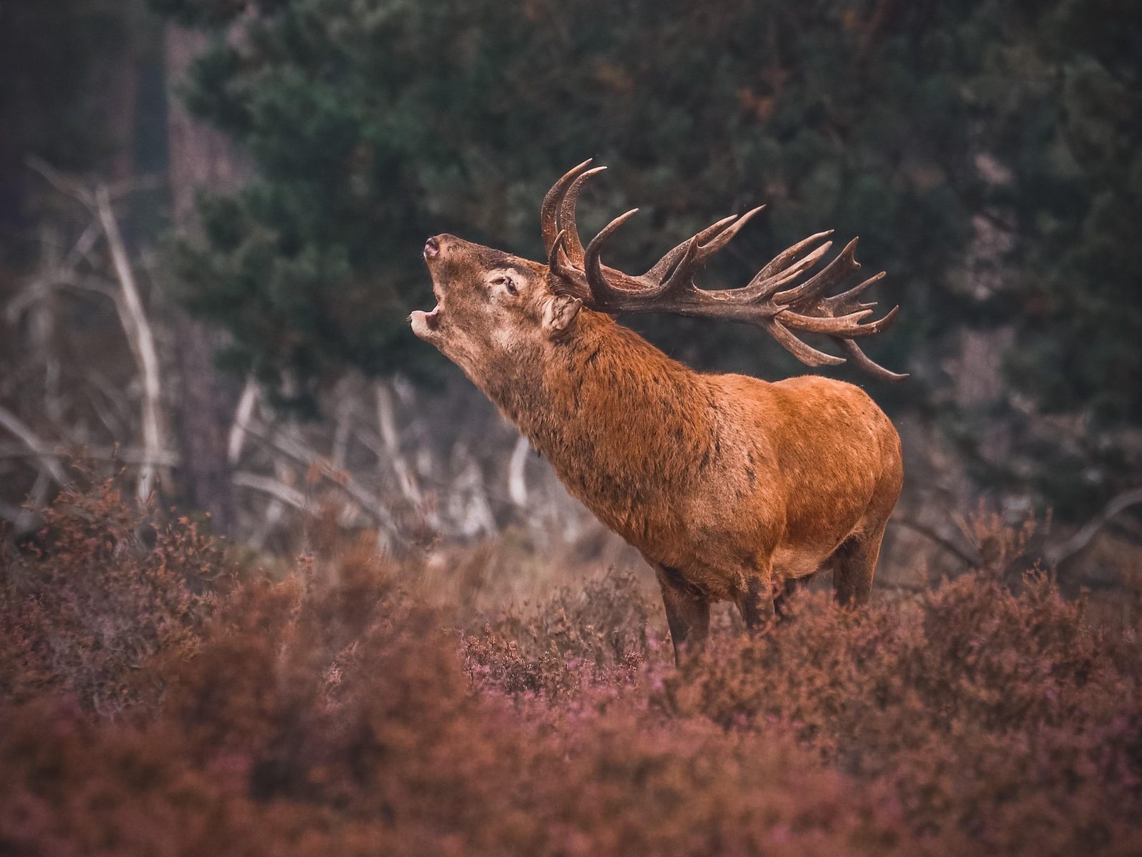 Veluwe Wellness-Wochen