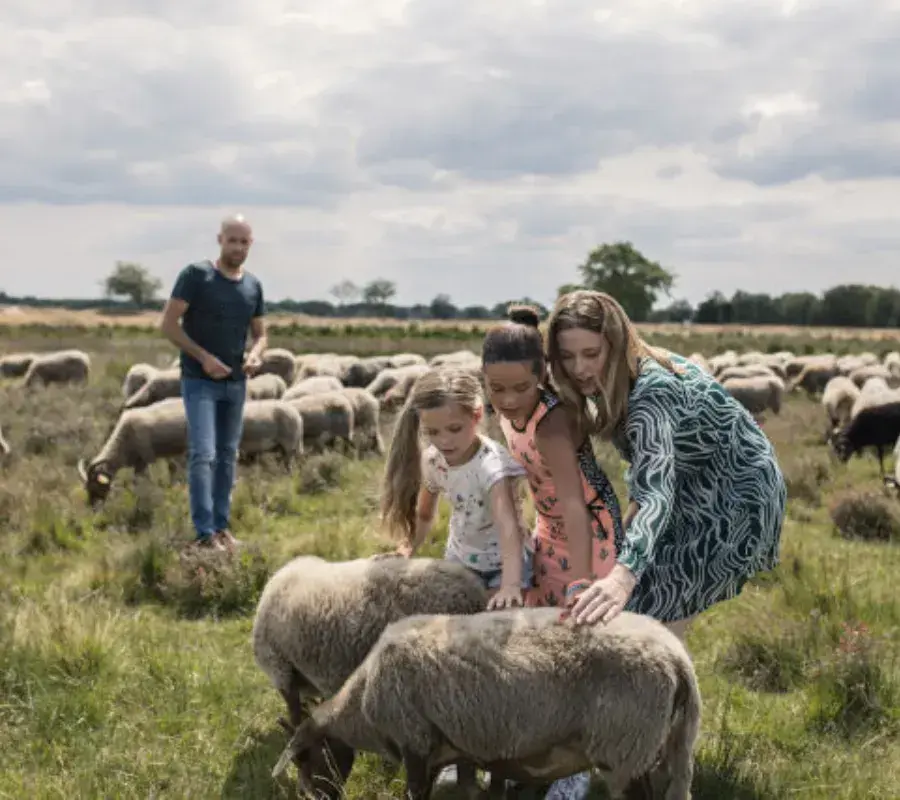 Dieren spotten in heidegebieden Doldersummer- en Wapserveld