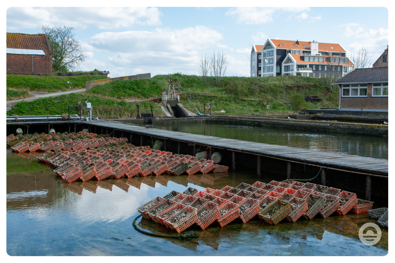 Yerseke