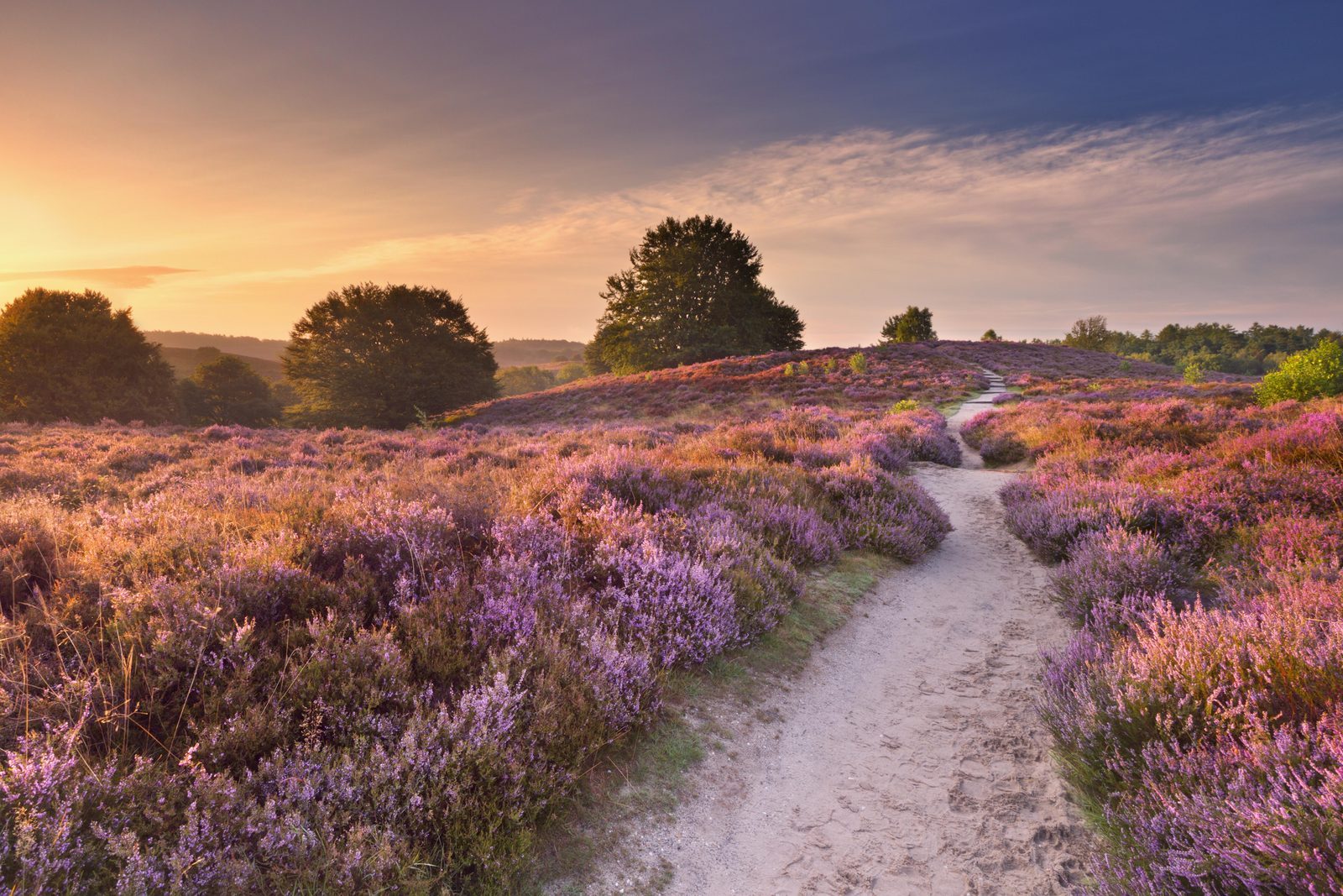 Veluwe Roots