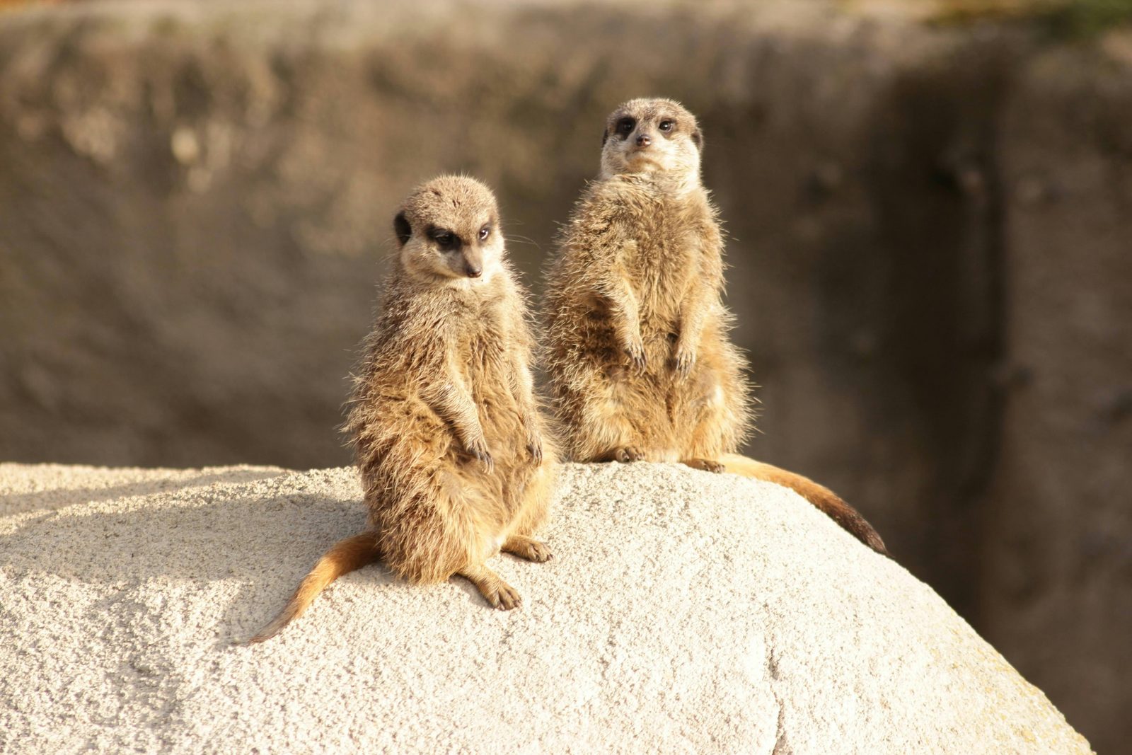 Safaripark Beekse Bergen