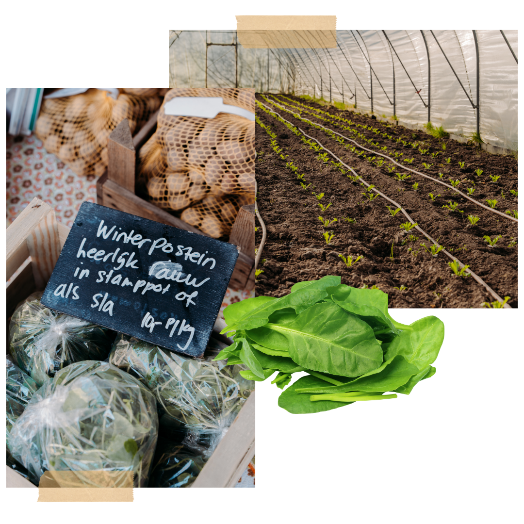 Tuinderij