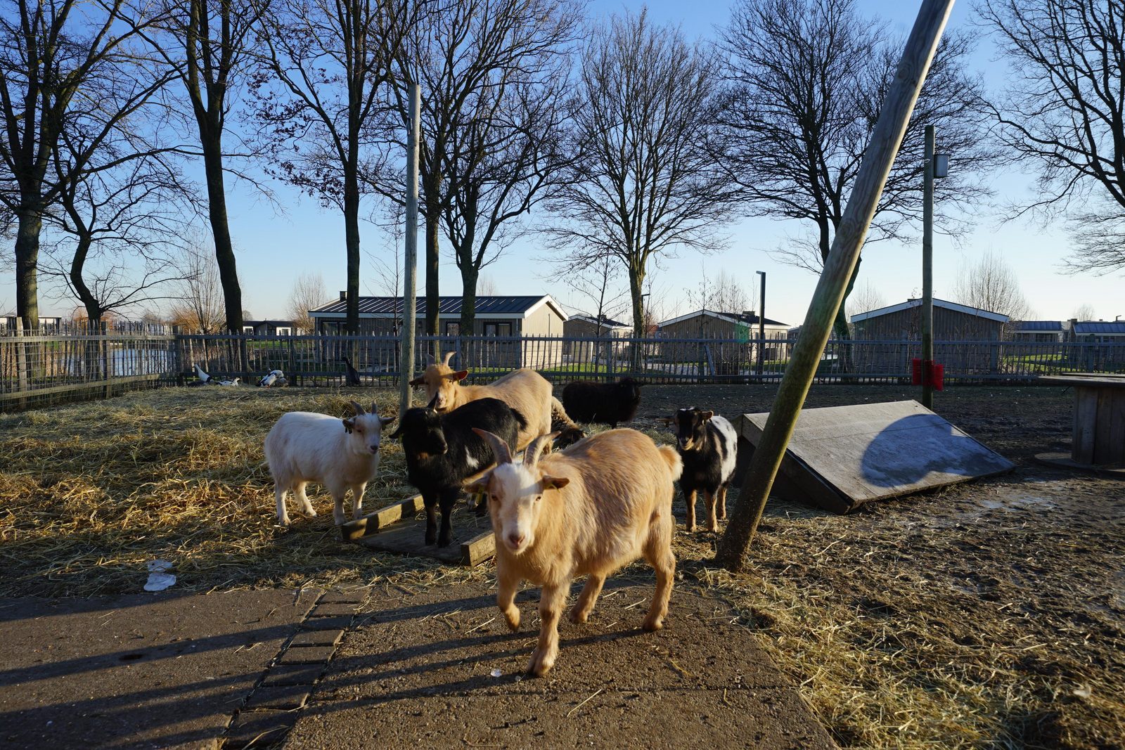 streichelzoo die ijsselinseln