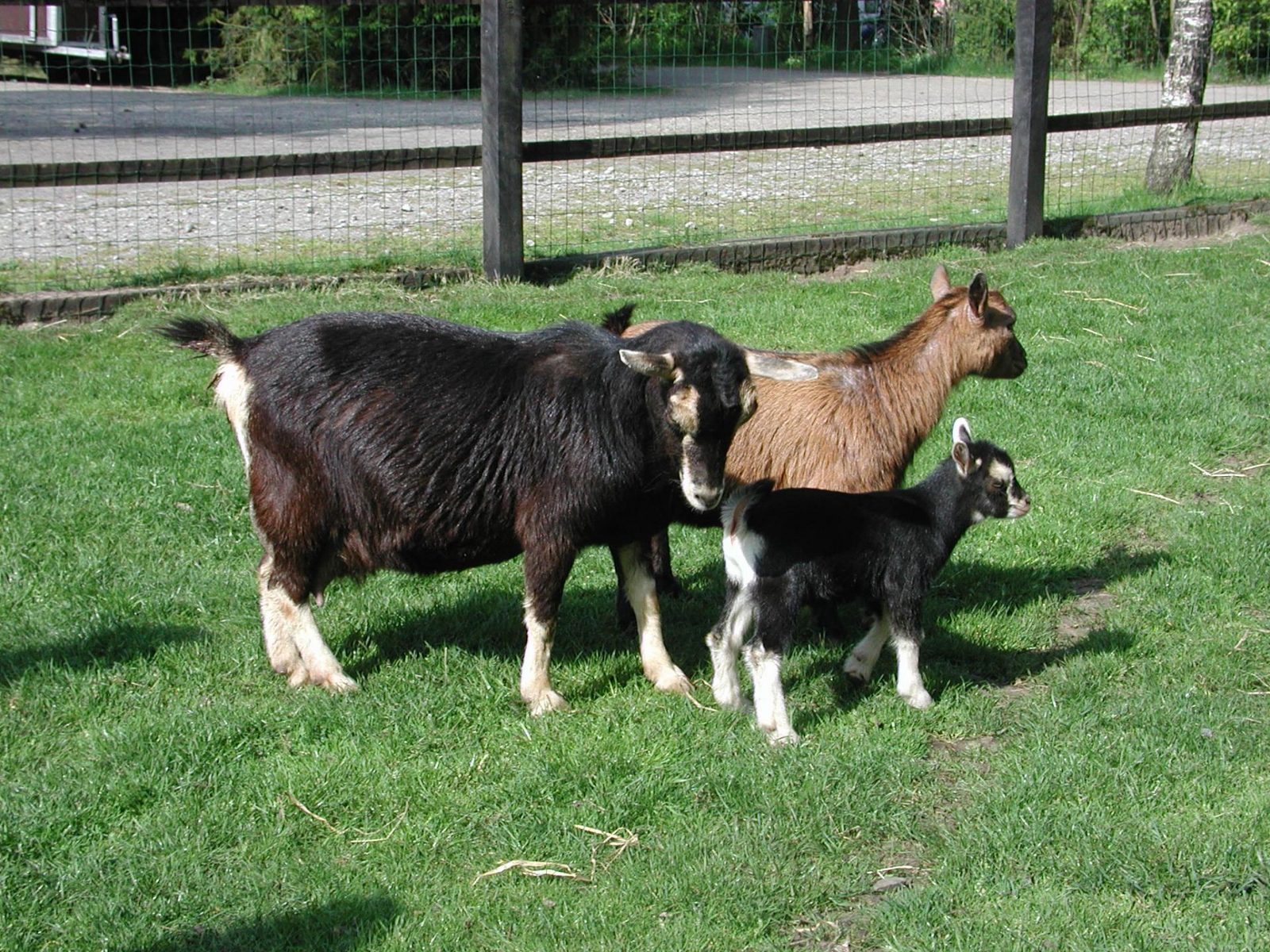 Petting Zoo