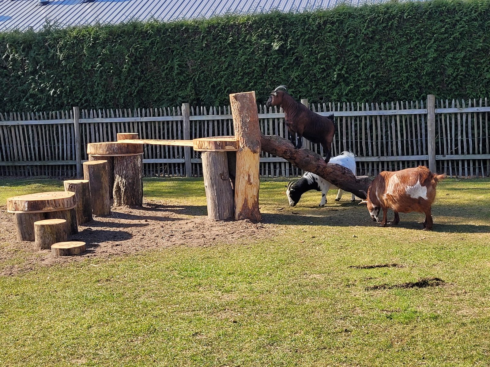 Petting Zoo