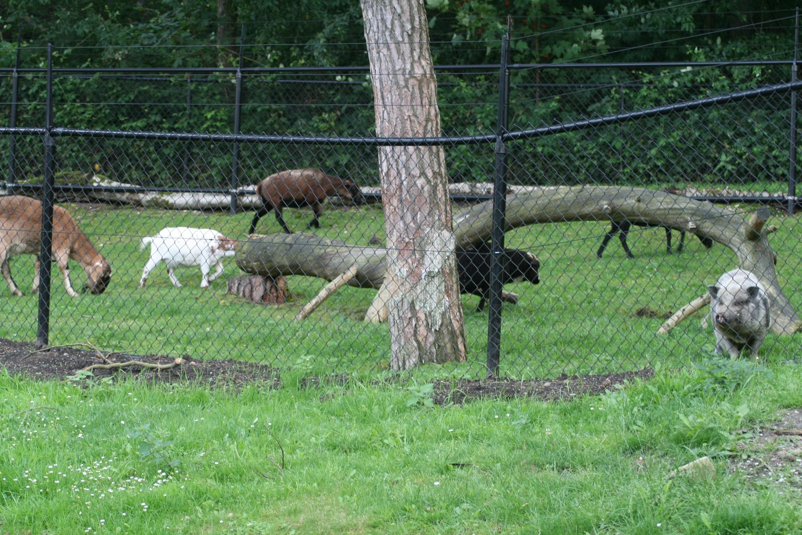 Animal Farm