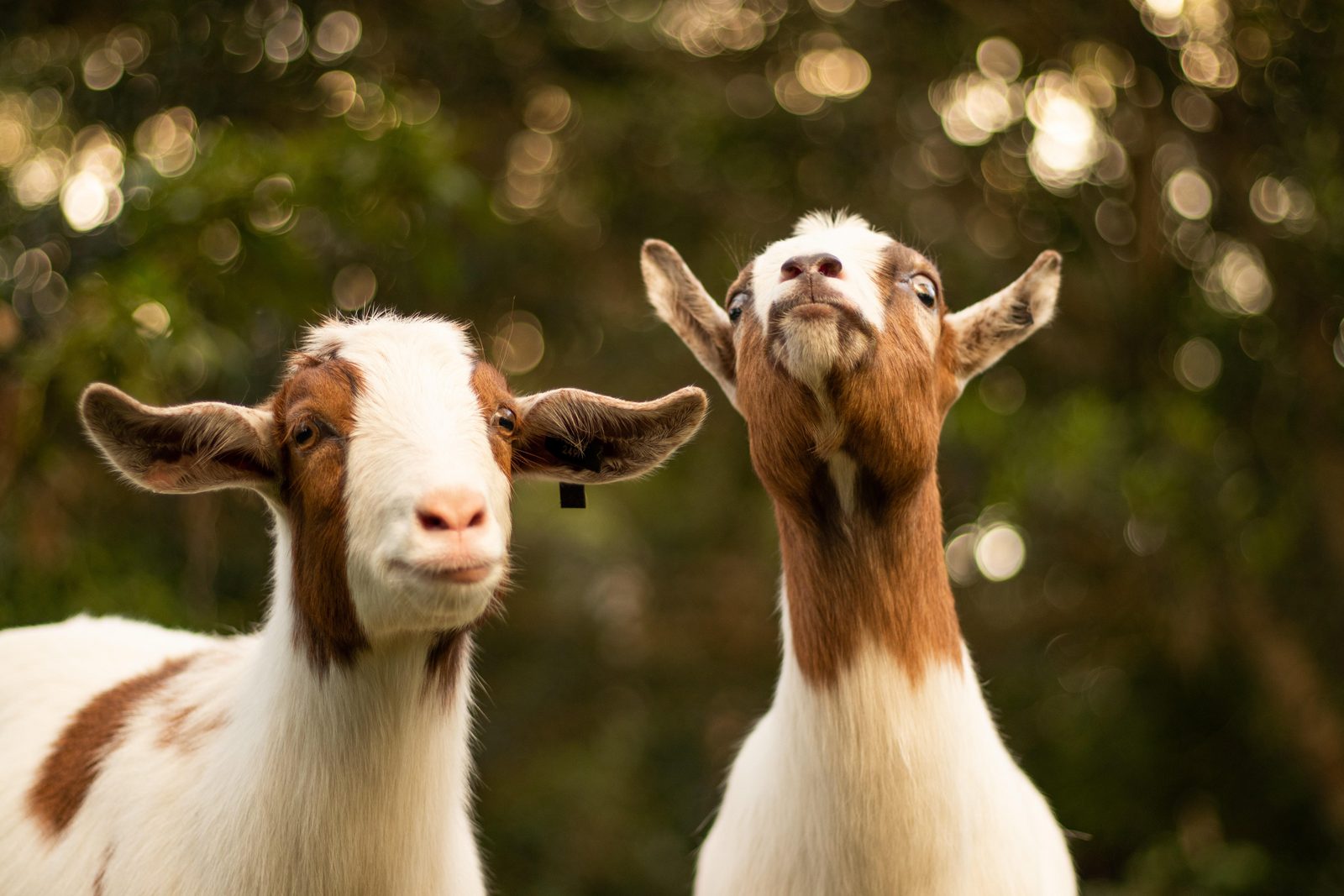 Dierenweide
