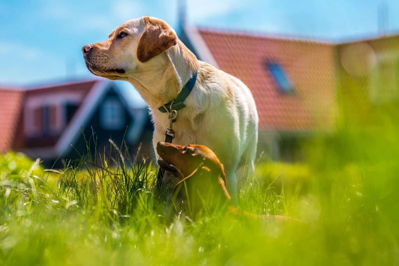 Hond mee op vakantie? 