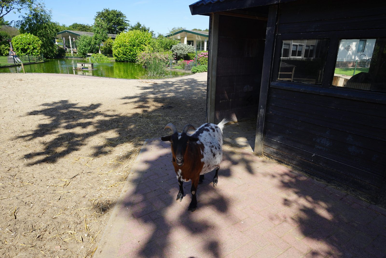 Dierenweide