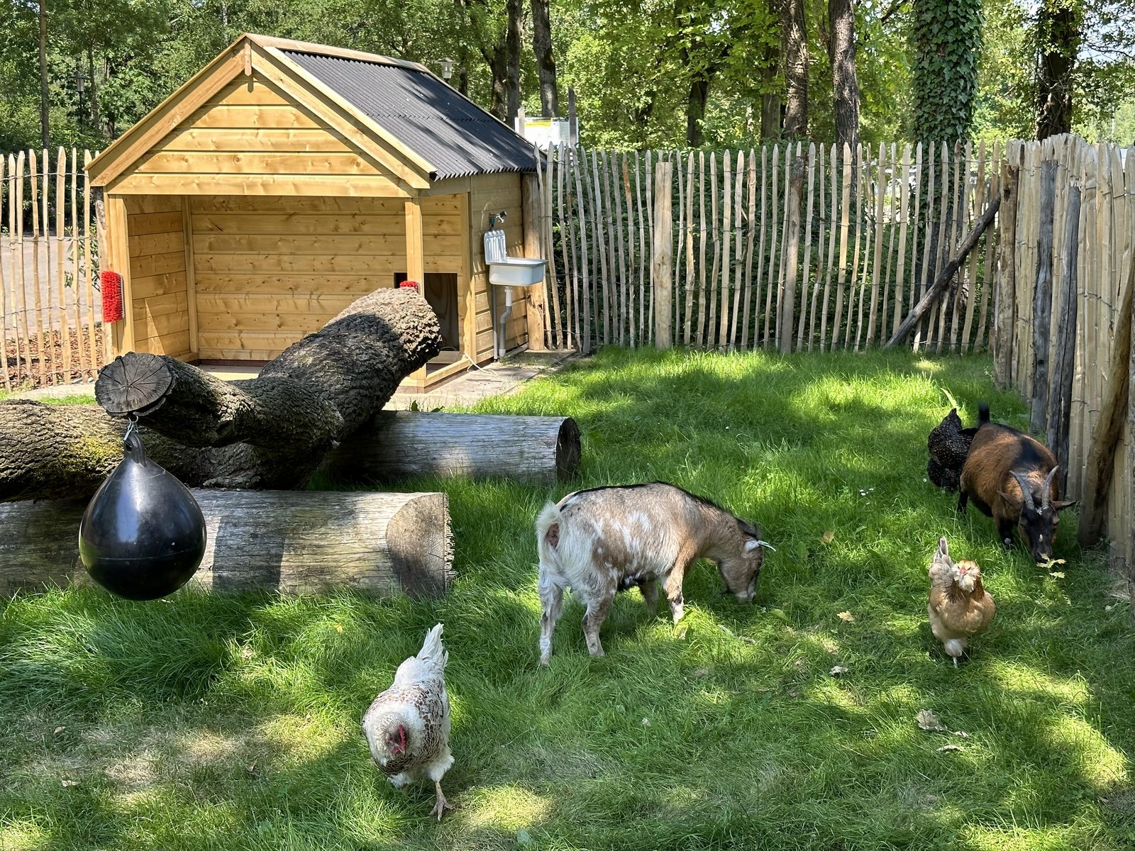Mini dierenweide