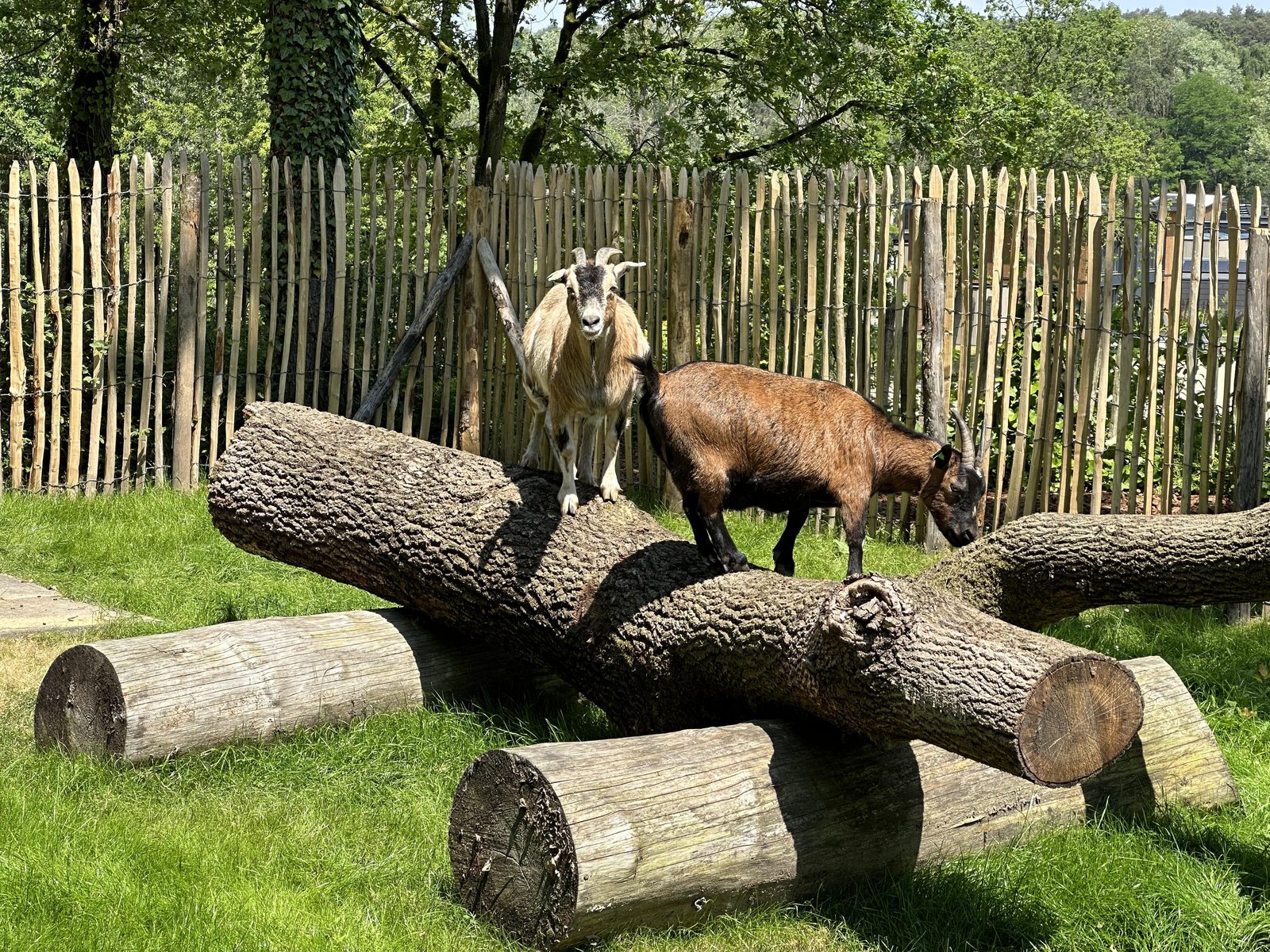 Mini dierenweide