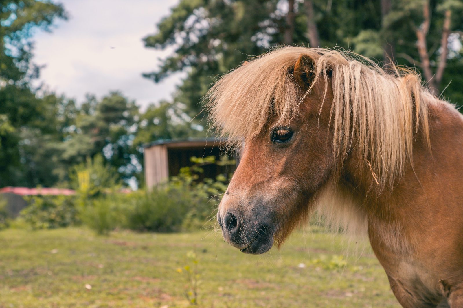 Dierenweide