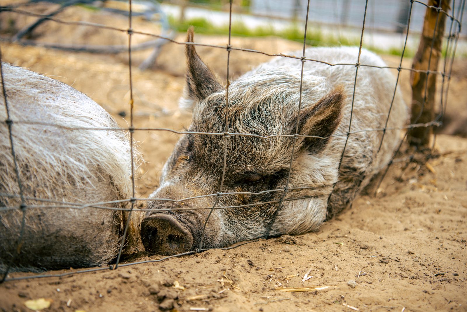 Kinderboerderij
