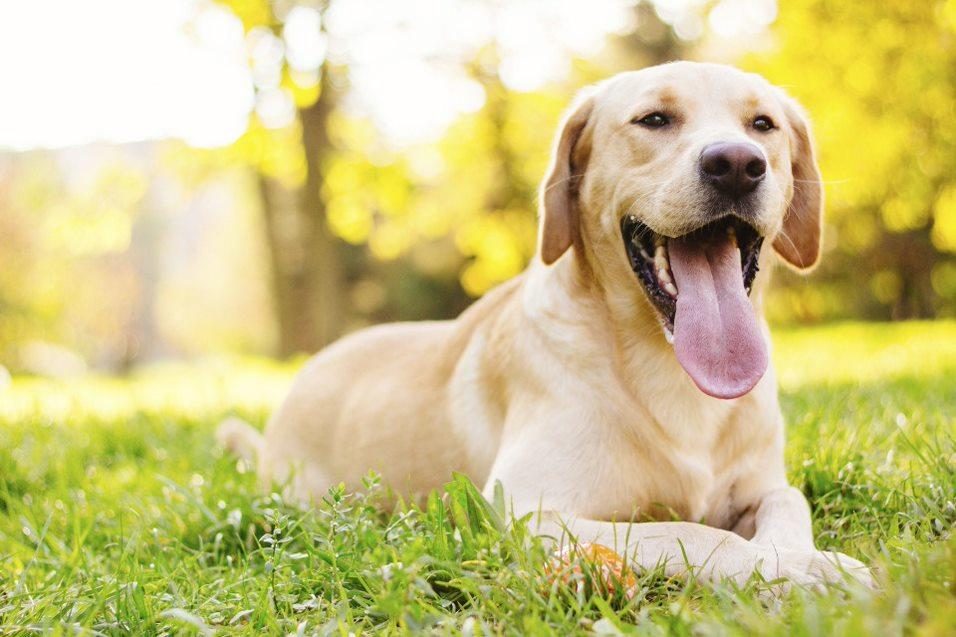 Hond mee op vakantie? 