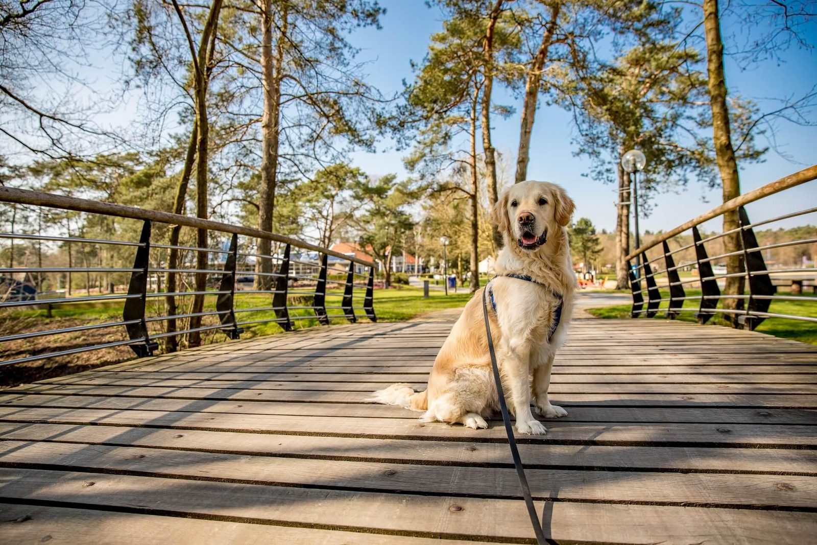 Holiday with your dog? 