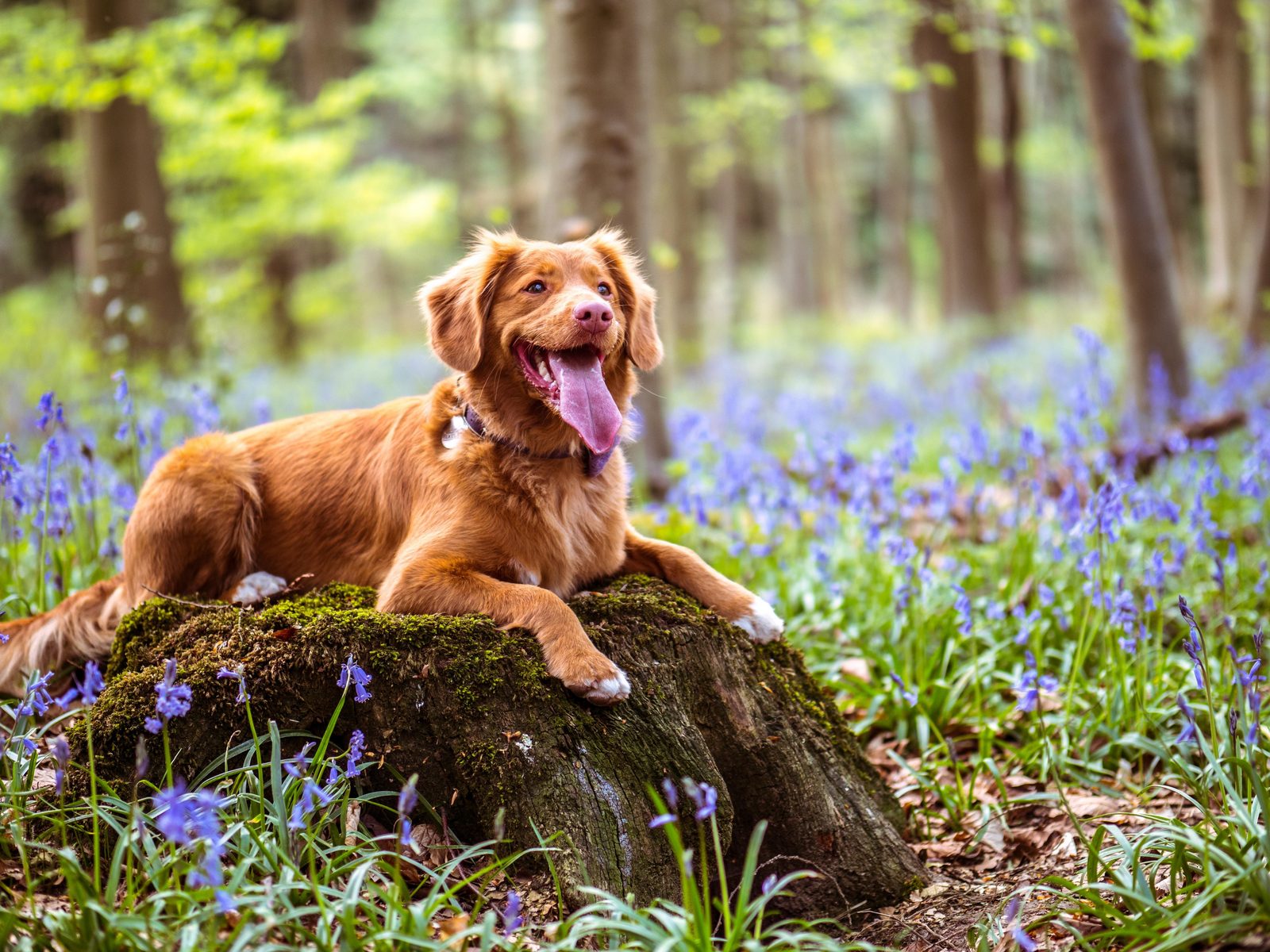Hond mee op vakantie? 