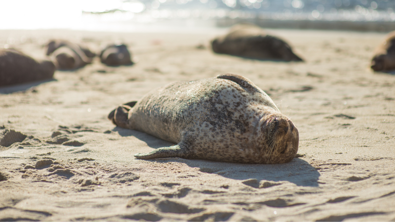 Seal safari with boat trip Vlissingen