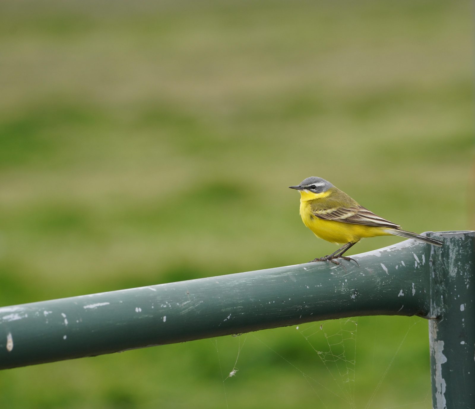 Naturschutzgebiete De Hoeksche Waard