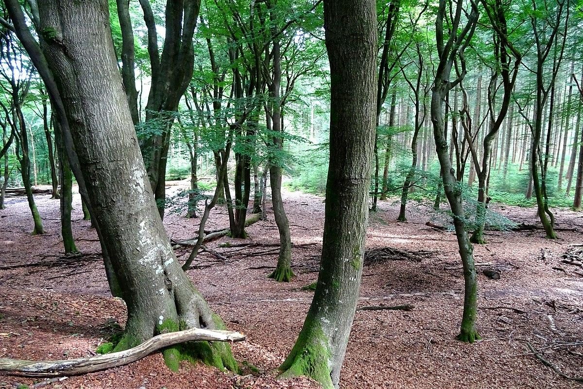 Speulder- und Sprielderbos
