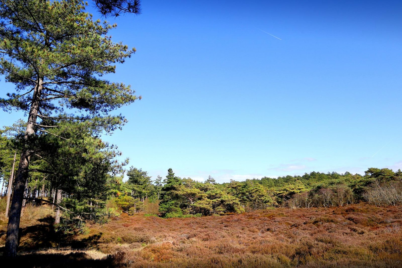Staatsbossen Sint Anthonis