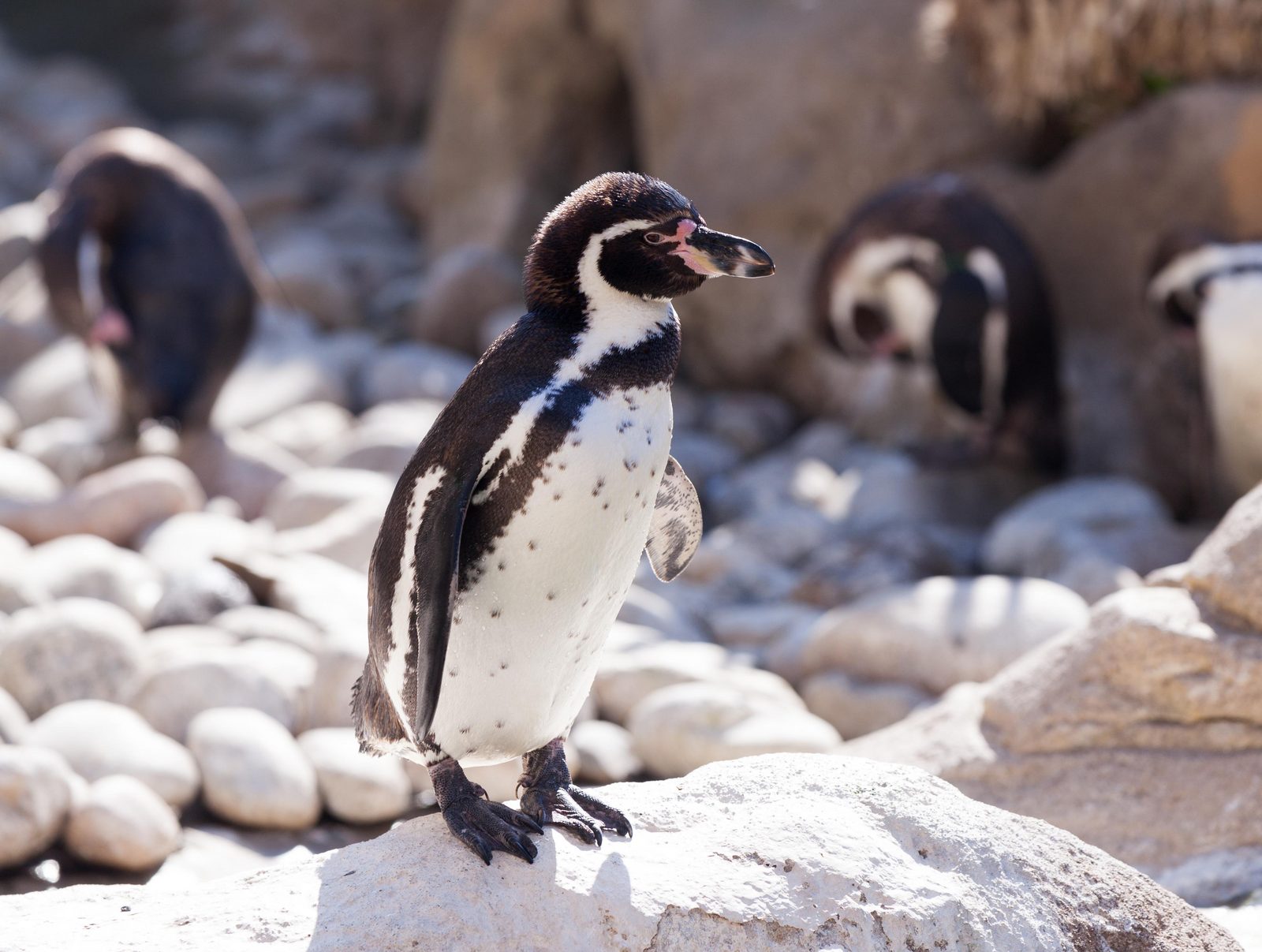 ZooParc Overloon