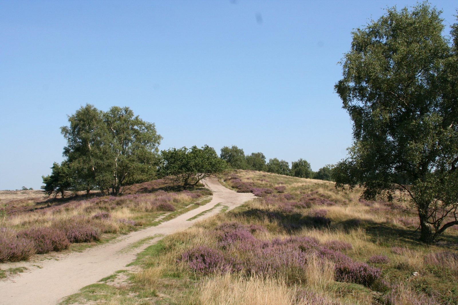 Nationalpark De Maasduinen